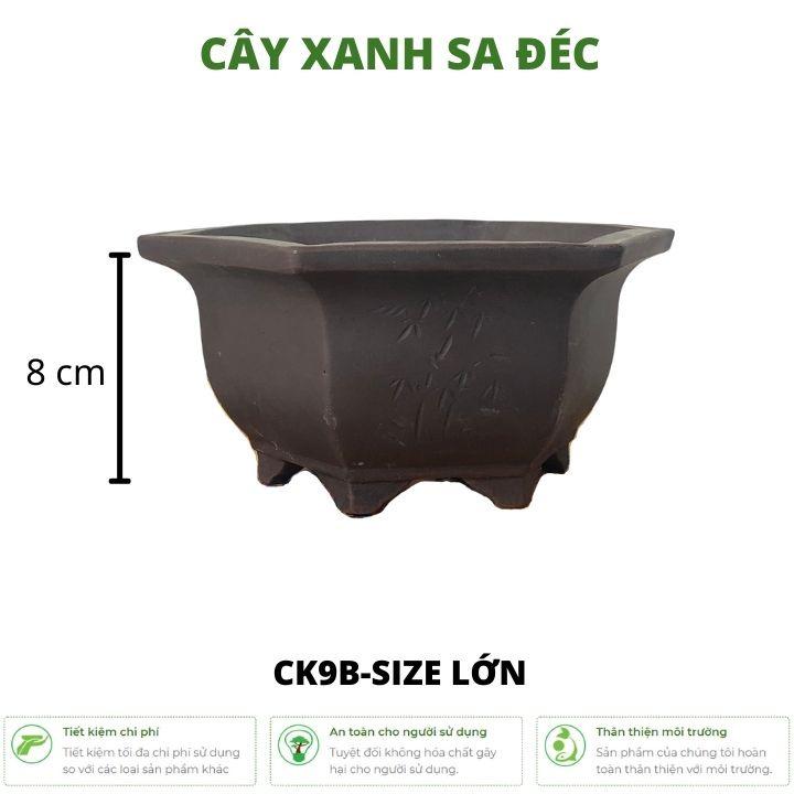 Bộ chậu lục giác mini hoa văn cành trúc và hoa sen 2 kích cỡ CK9