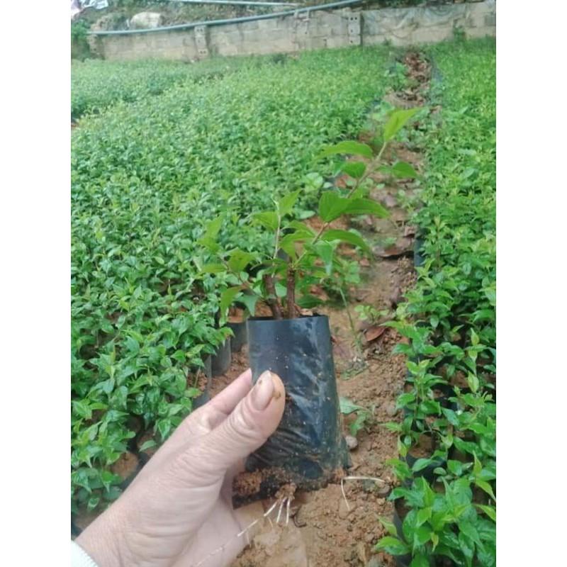 Cây giống nhất chi mai cao 15cm
