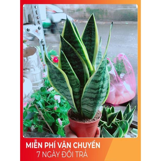 Lưỡi Hổ Cao