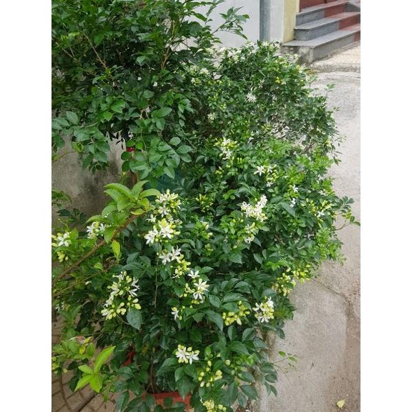 Cây hoa nguyệt quế đẹp cây y hình