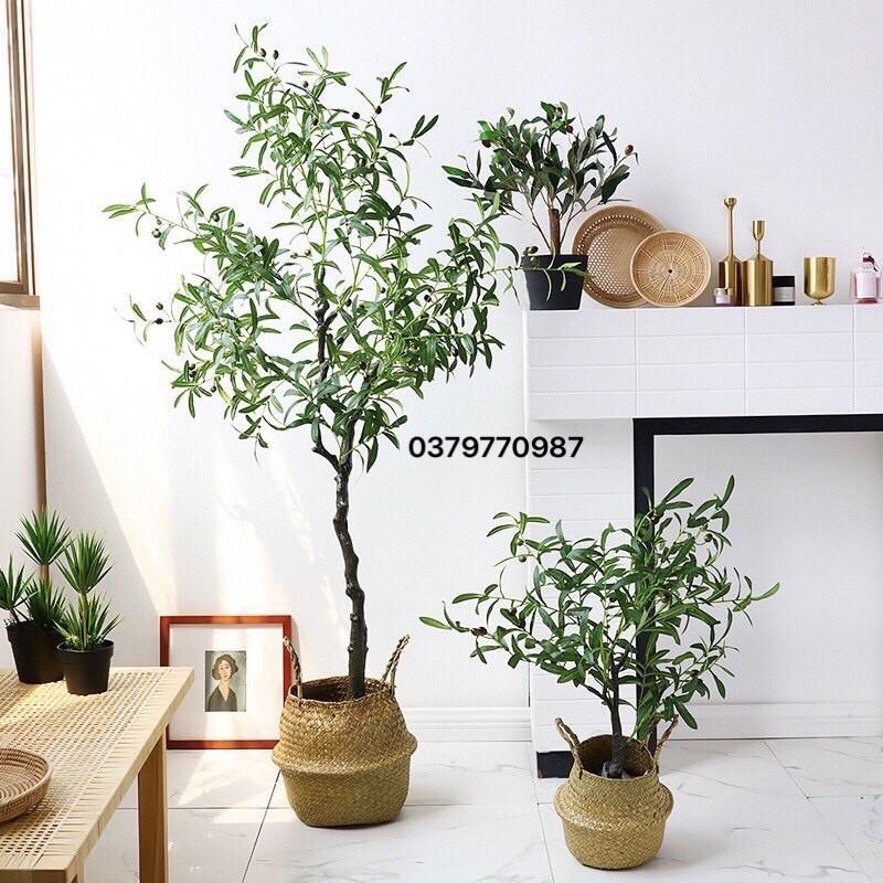 Cây oliu 1m6, ô Liu Giả decor, Cây Olive Lõi Thép trang trí