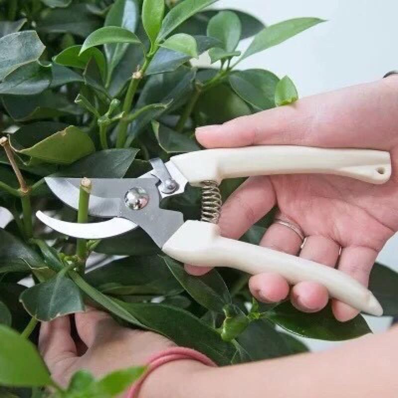 Kéo cắt cành, kéo tỉa cây không rỉ giá rẻ