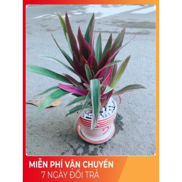 Chậu Cây Bảy Sắc Cầu Vòng