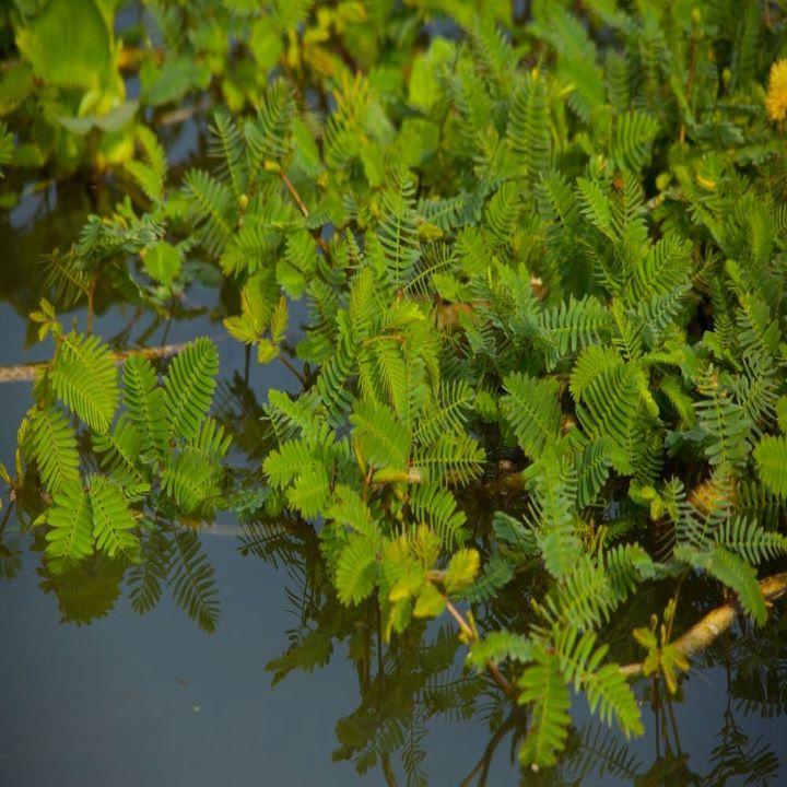 Giống Rau nhút
