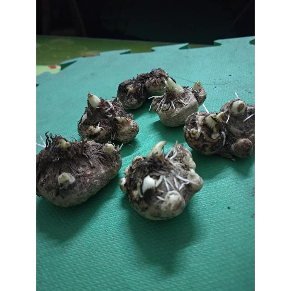 Siêu kích thích ra rễ