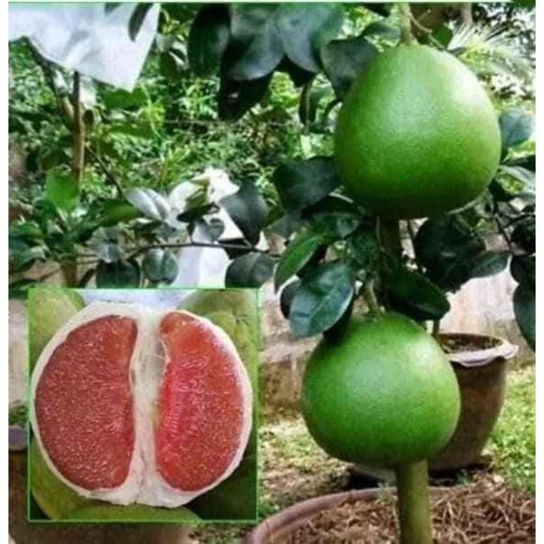 Cây giống bưởi da xanh ruột hồng