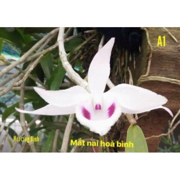 Sản Phẩm Hoa lan Giả Hạc 5ct Mắt Nai