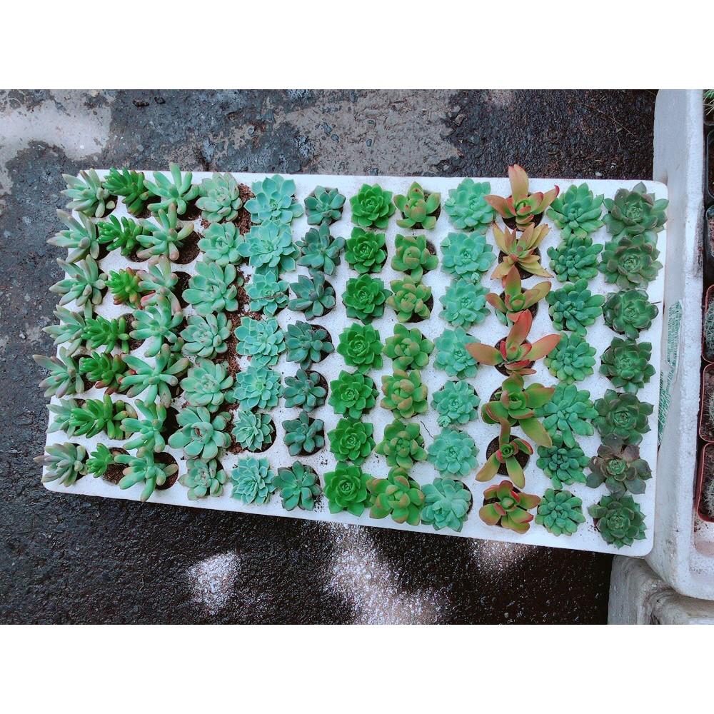 Combo 12 cây sen vỉ