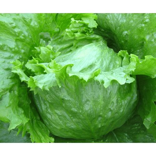 Hạt Giống Xà Lách Cuộn Xanh Siêu Dễ Trồng F1