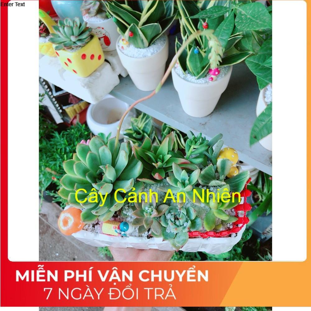 Chậu sen đá tiểu cảnh