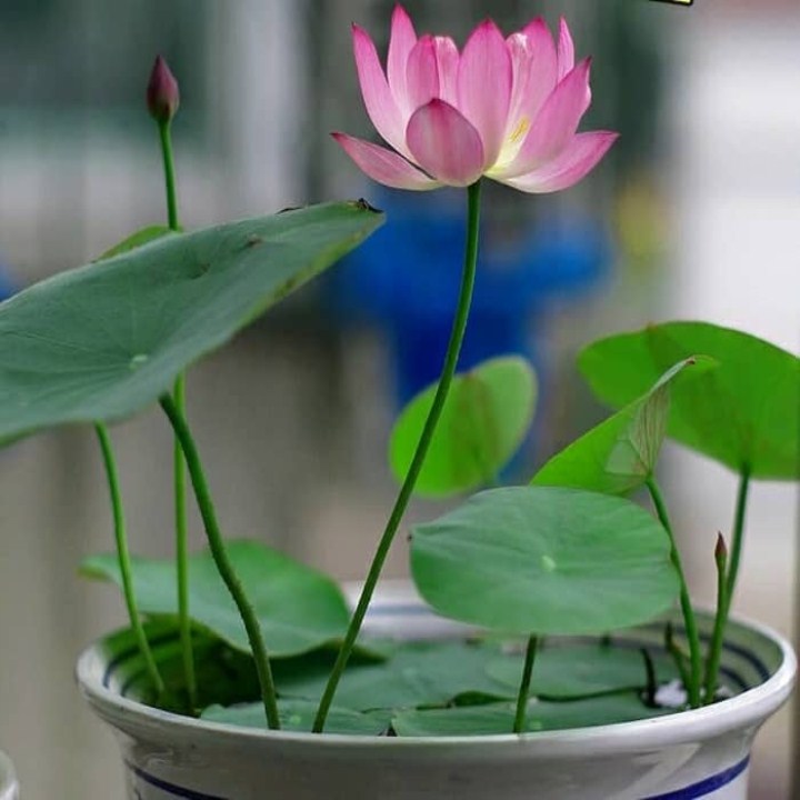 Gói 20 hạt giống sen nhật mini đủ màu sắc