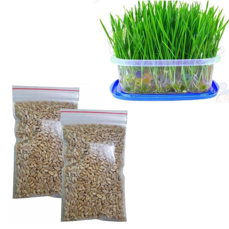 Hạt giống cỏ tươi cho chó, mèo, thú cưng gói 50g - Cỏ Mèo - Cỏ lúa mì (Cat Grass) - Hạt giống cỏ tươi cho mèo