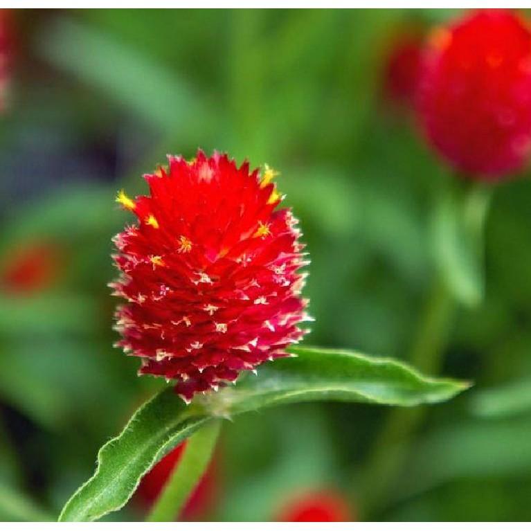 Hạt Giống Hoa Cúc Bách Nhật Mix Màu 100 hạt/gói