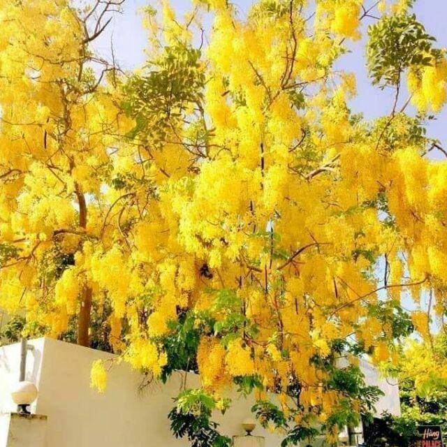 Cây hoa muồng hoàng yến cây cao 50cm khỏe đẹp