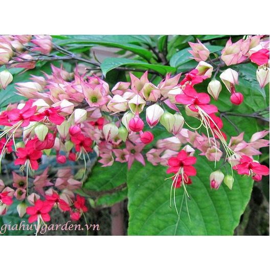 Cây giống hoa Ngọc nữ đỏ siêu hoa