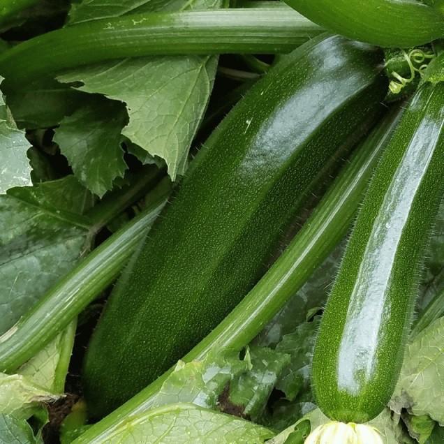 2Gr Hạt Giống Bí Ngòi Xanh Dar