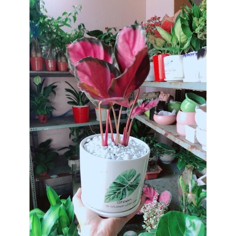 Chậu Đuôi Công Tím