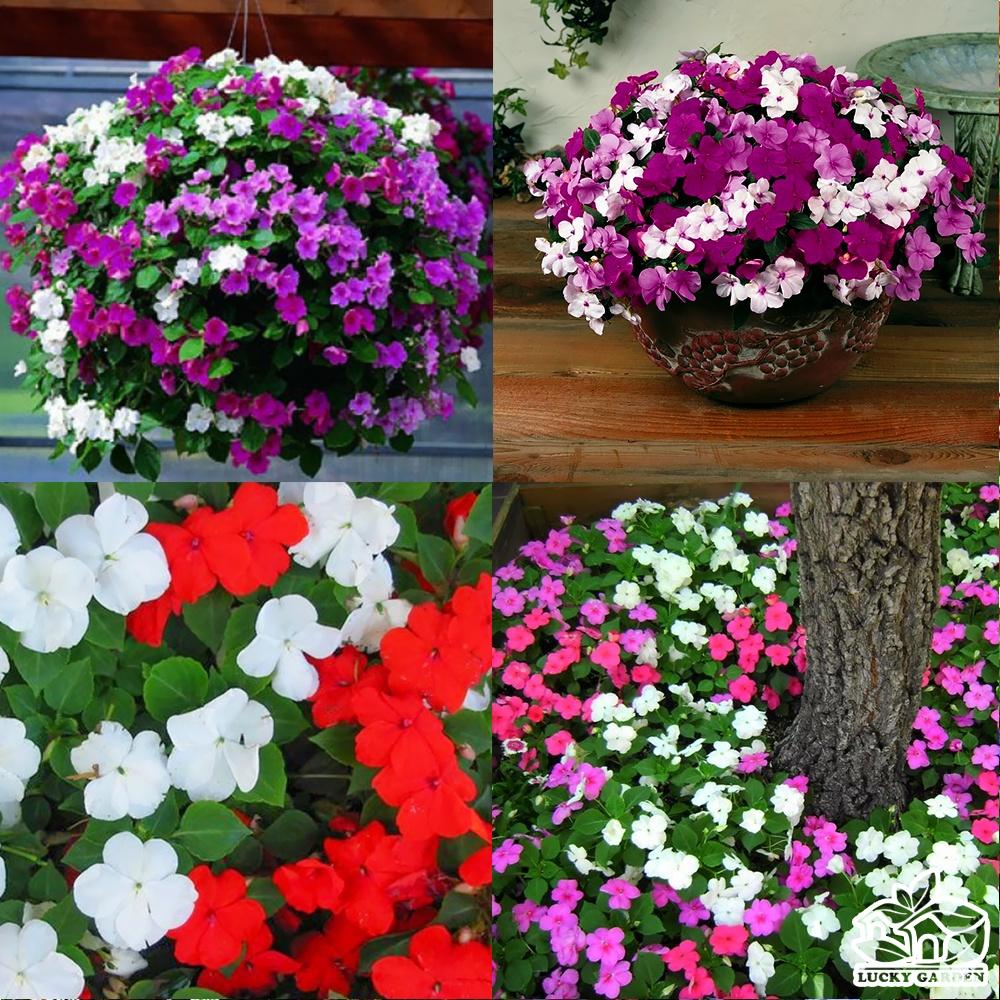 Hạt giống hoa ngọc thảo kép mix - gói 5 hạt