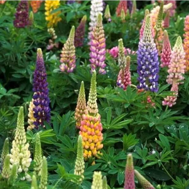 Hạt giống hoa đậu thơm lupin nhiều màu CT406 - Gói 50 hạt