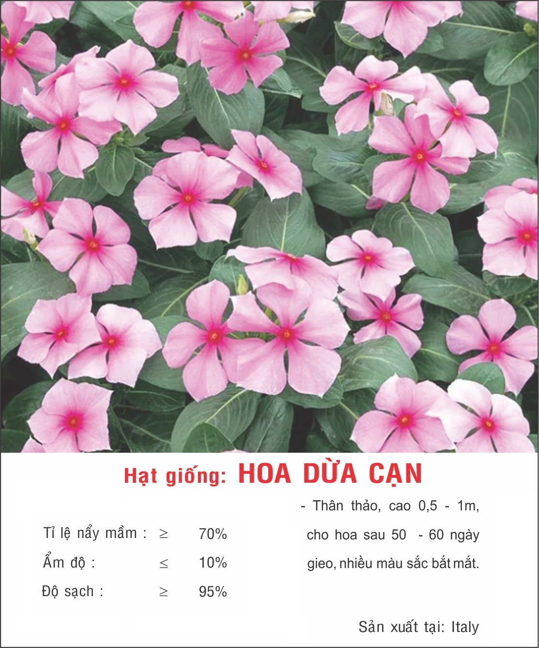 Hạt giống hoa Dừa Cạn nhiều màu VTP123