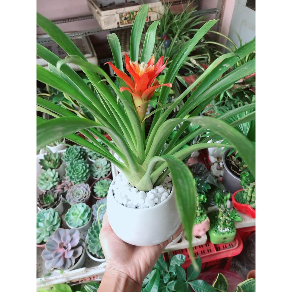 Chậu cây phong lộc hoa