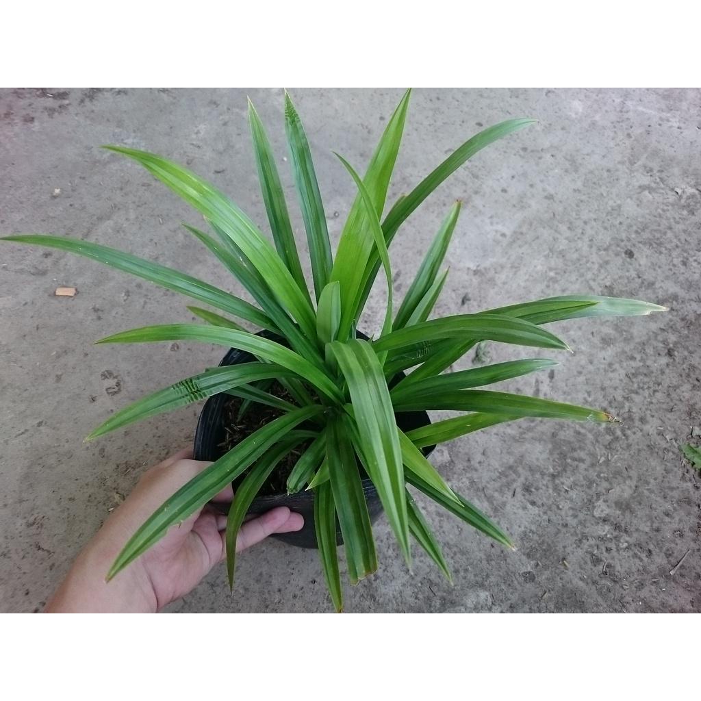 Cây lá dứa - cây cảnh sân vườn + tặng phân bón cho cây