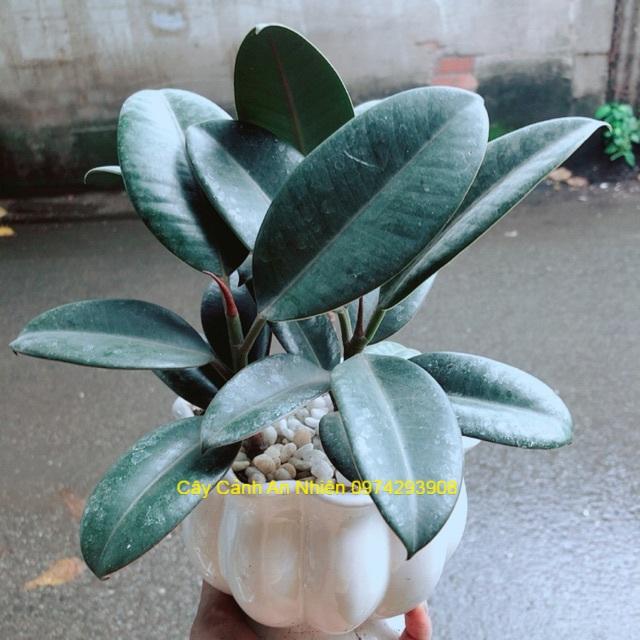 Chậu Búp Đa Đỏ