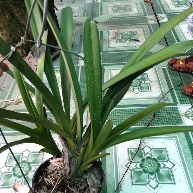 Combo 4 thân hoa lan kiếm hàng đã thuần hơn 2 năm