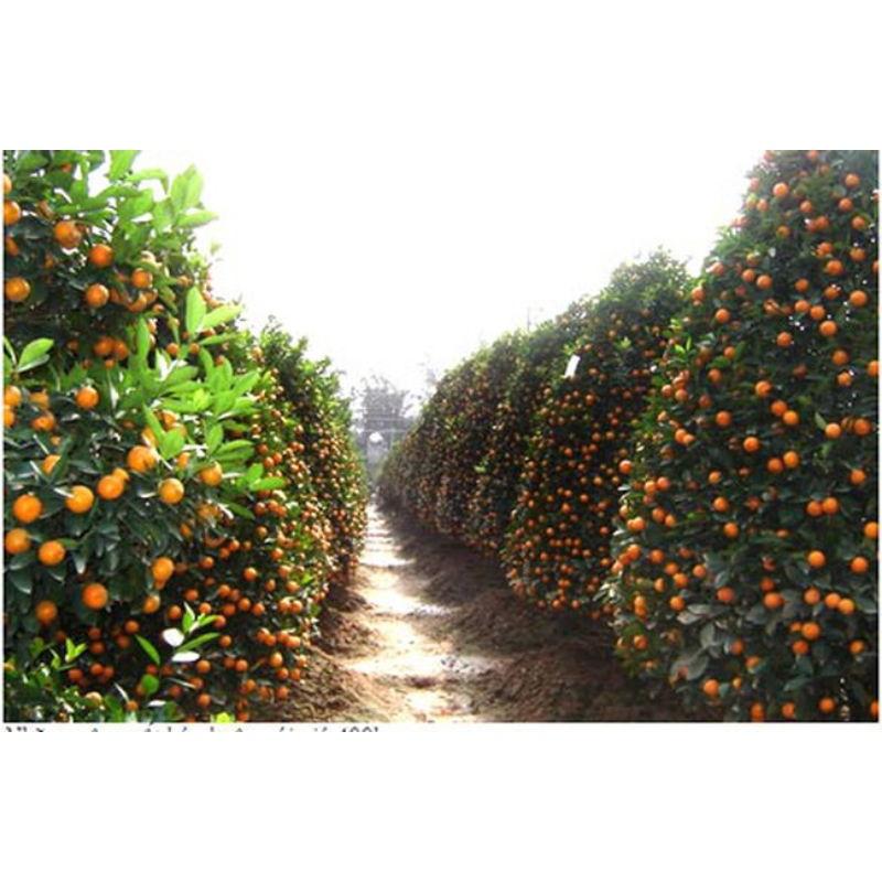 Chế phẩm sinh học Trichodema, sử lý nấm bệnh thối rễ, ủ phân chuồng
