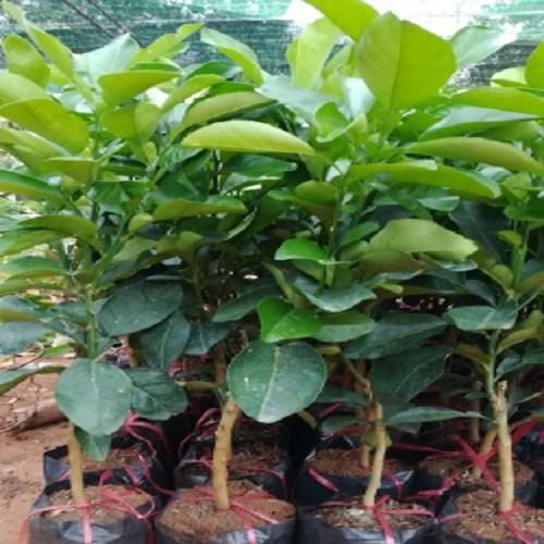 CÂY GIỐNG BƯỞI DIỄN CHUẨN