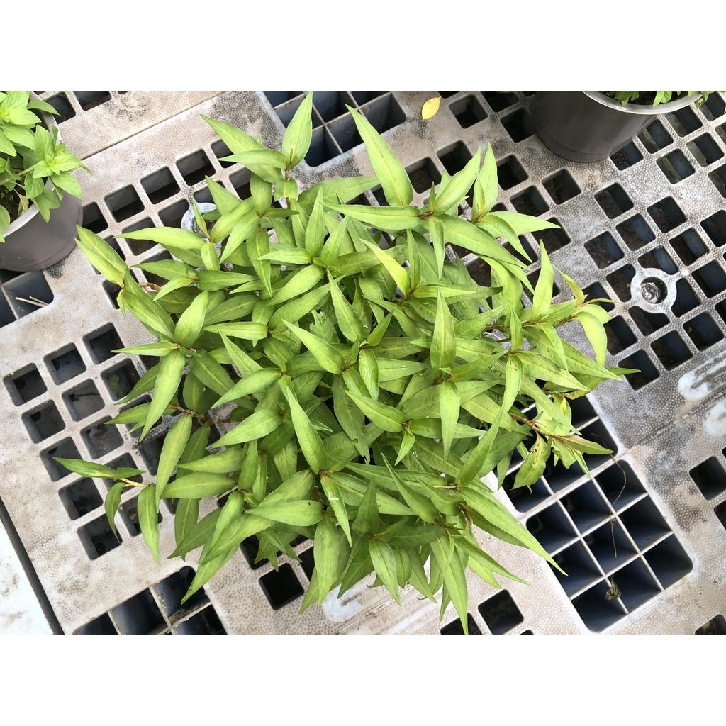 Chậu cây rau răm chỉ giao TP.HCM