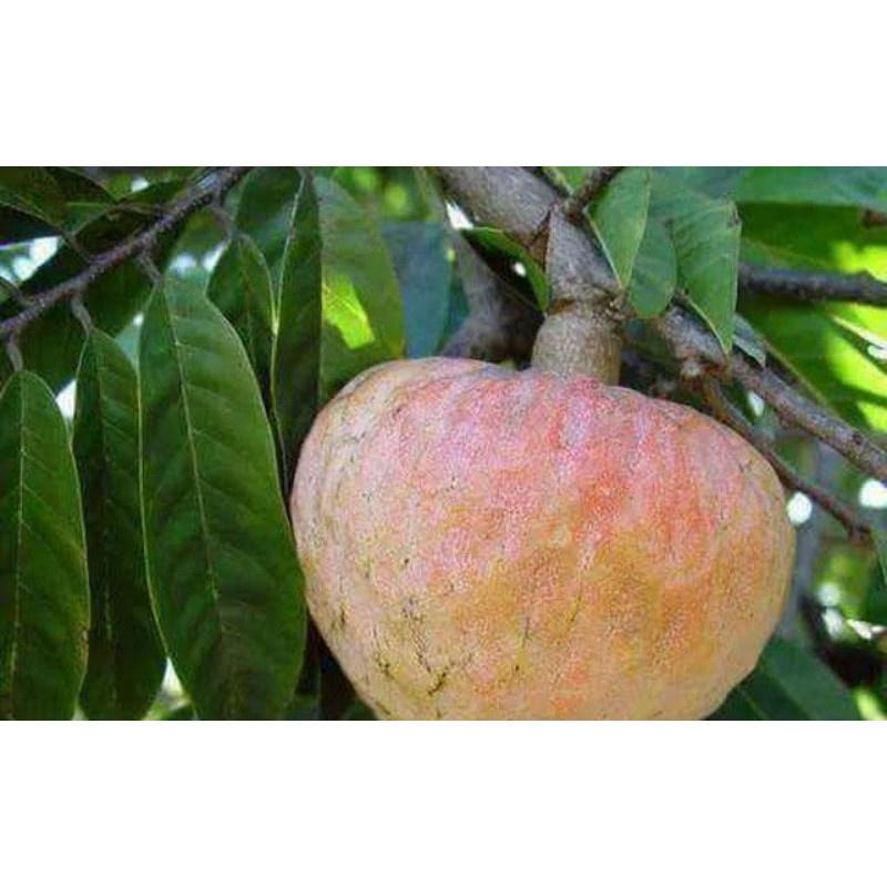 Cây Na LÊ Giống F1 chuẩn giống