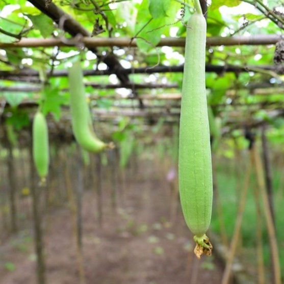 Hạt Giống Mướp Hương Nhật Bản F1