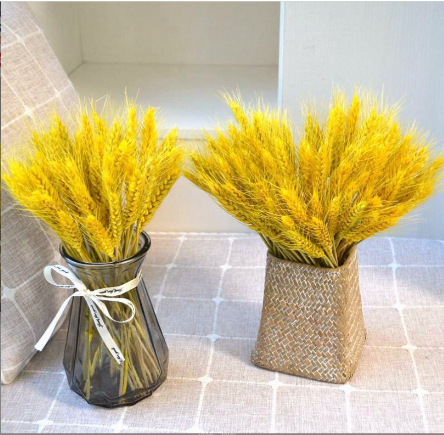 Bông lúa mạch vàng trang trí hoa khô decor phụ kiện chụp ảnh xinh xắn