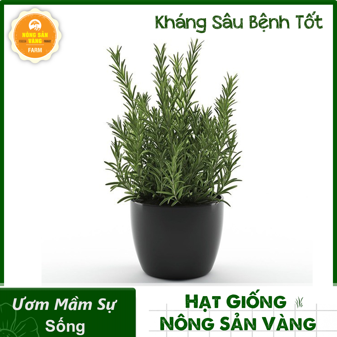 Hạt giống Cây Đuổi Muỗi (Cây Hương Thảo) Mùi Rất Thơm (Gói 15 Hạt ) - Nông Sản Vàng