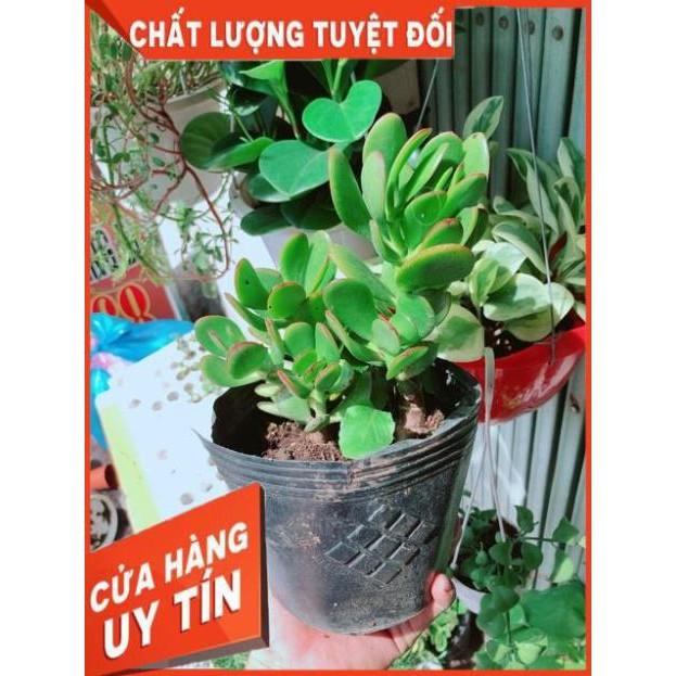 Ngọc Bích Viền Đỏ