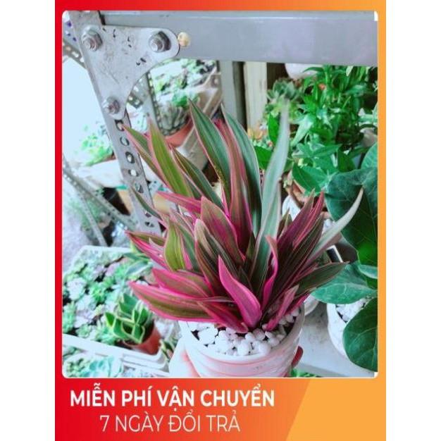 Chậu Cây Bảy Sắc Cầu Vòng