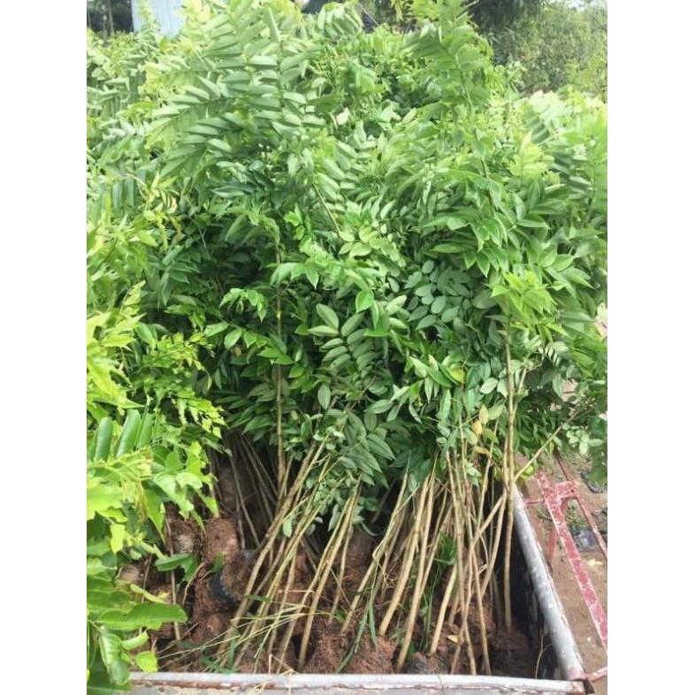 Combo 5 cây giống sưa đỏ cao 80cm