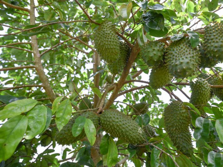 1 KG LÁ tươi MÃNG CẦU XIÊM THÁI [ MÃNG CẦU GAI .