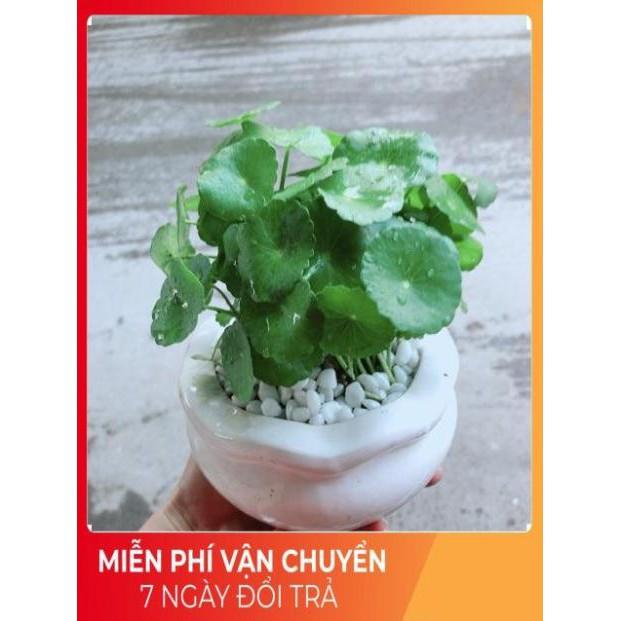 Chậu Cỏ Đồng Tiền