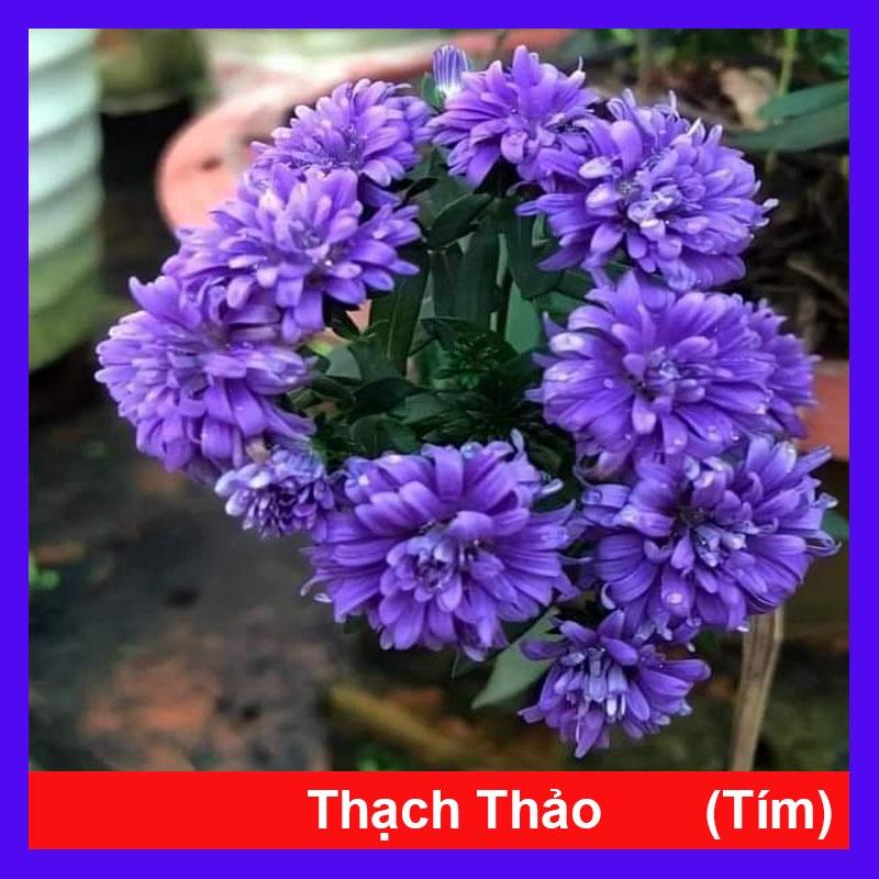 Cây Hoa Thạch Thảo - cây cảnh để bàn