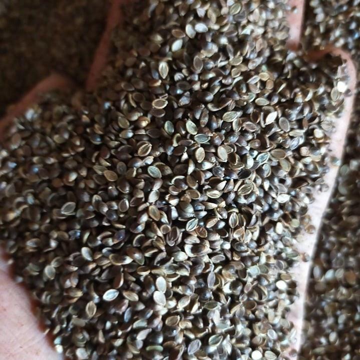 Giống Cỏ Paspalum Atratum - Giống Cỏ Chăn Nuôi Chịu Ngập Nước