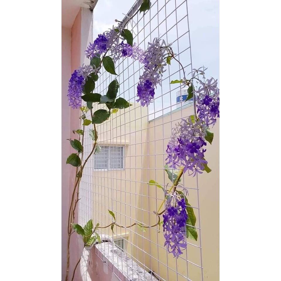 CÂY GIỐNG HOA MAI XANH