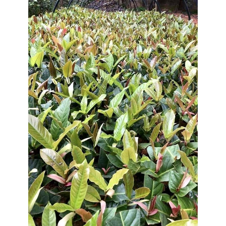 Cây hải đường giống cao 15cm  .