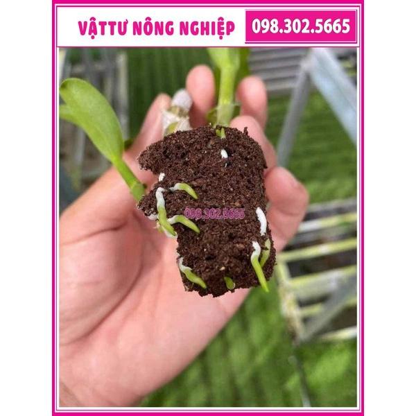 Set 50 Viên mút xốp ươm kie hữu cơ dành cho hoa lan Peatmoss Hà Lan chính hãng