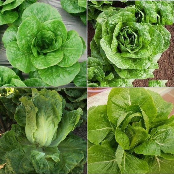 Combo 4 gói hạt giống xà lách các loại-gói 2gram-tặng kèm gói phân bón lót