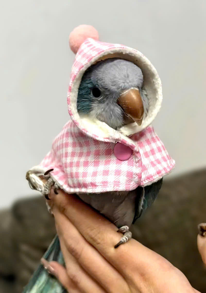 QUẦN ÁO CHO CHIM CẢNH CHIM VẸT CHIM PAROT CHIM SẺ DỄ THƯƠNG MÃ 2 XINH XẮN CHO CHIM THÚ CƯNG