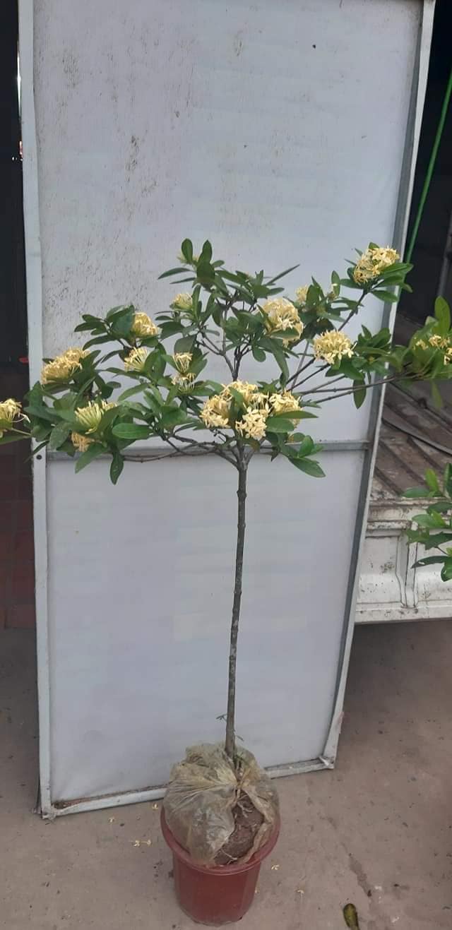 Hoa mẫu đơn màu vàng,