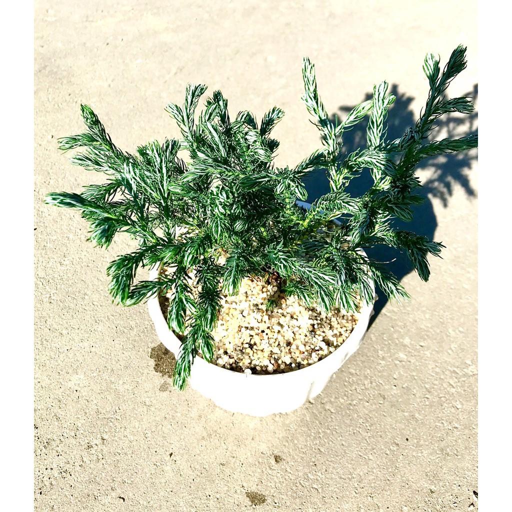 Chậu nhựa cây Tùng Tuyết