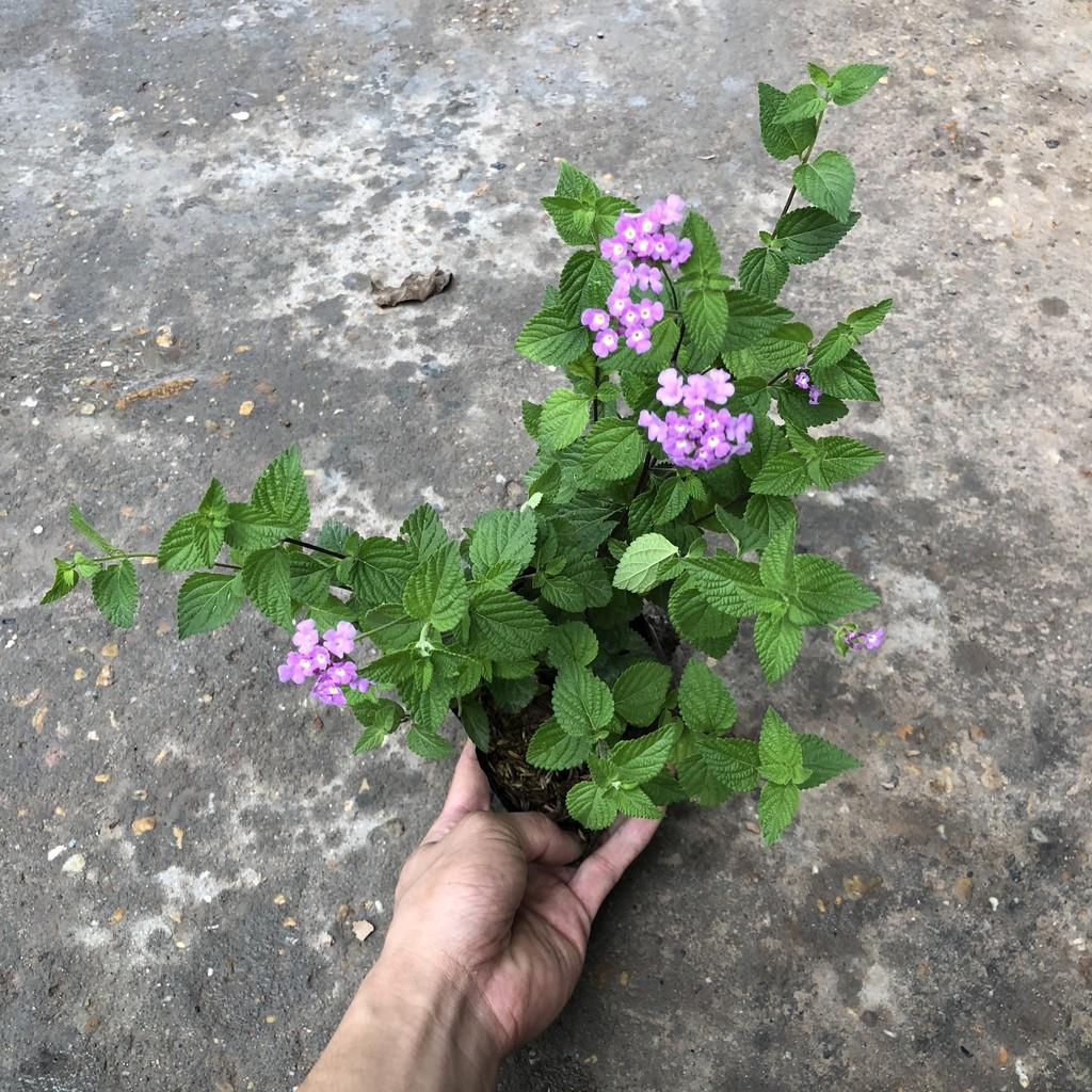 Cây hoa ngũ sắc tím rủ, chiều cao 20cm tán suê tròn sức sống khỏe phát triển nhanh thích hợp trang trí ban công